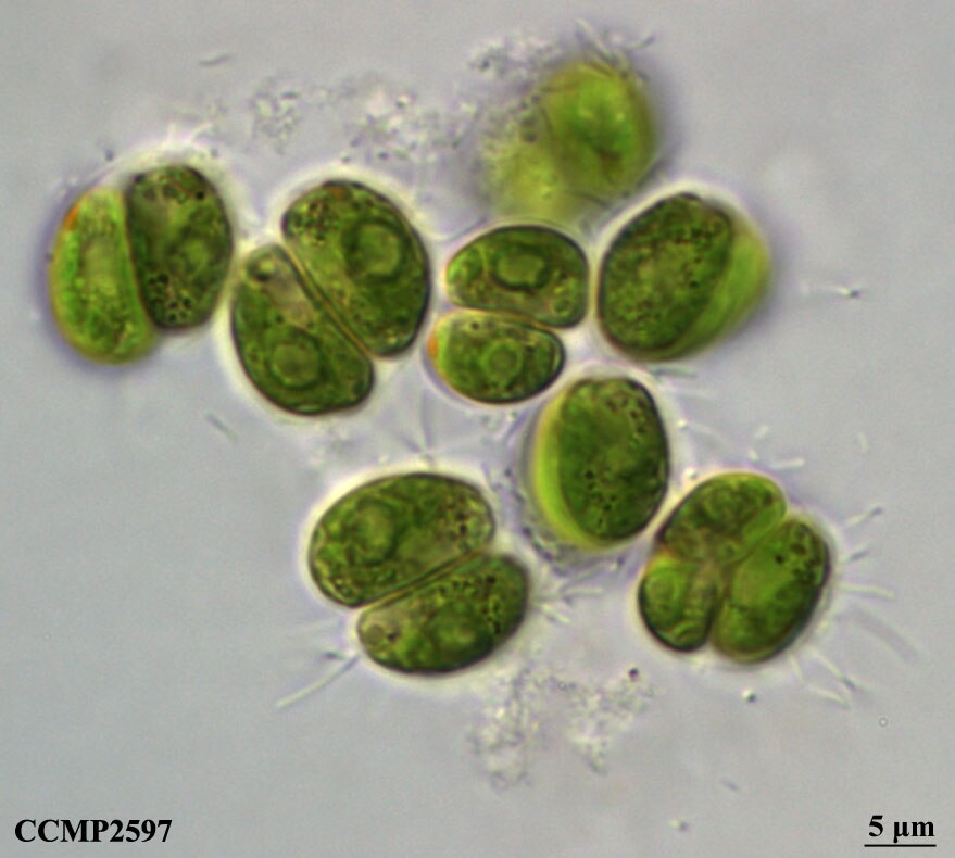CCMP2597 | NCMA at Bigelow Laboratory